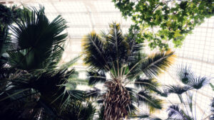 Lush tropical vegetation in the historic Palm House, where century-old palms stretch their fronds toward the glass ceiling.