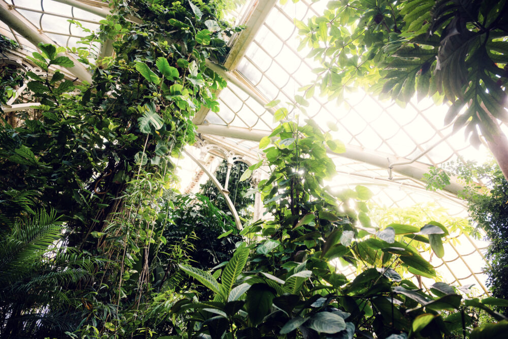 Tropical paradise inside Schönbrunn's Palm House.