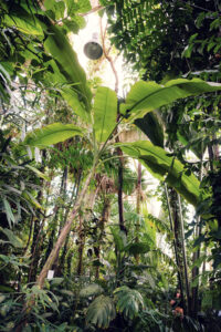 Interior view of the Palm House Schönbrunn with tropical plants.
