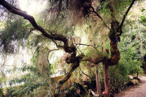 Interior view of the Palm House Schönbrunn with beautiful plants.