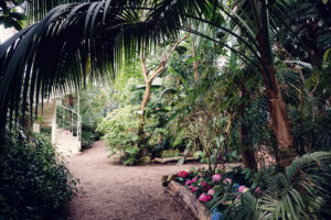 Historic pathway through Schönbrunn's Palm House, where tropical plants arch overhead creating natural tunnels of exotic greenery.