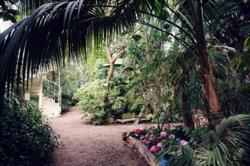 Historic pathway through Schönbrunn's Palm House, where tropical plants arch overhead creating natural tunnels of exotic greenery.