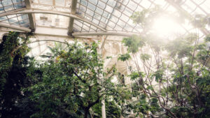 Morning sun streaming through the glass roof of the Palm House.
