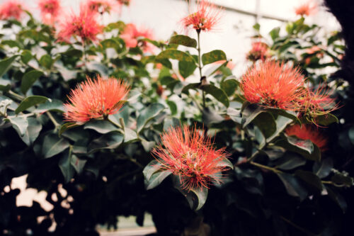 Exotic blooms flourishing in Schönbrunn's Palm House.