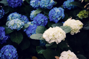 Detail shot of rare tropical flowers in te Palm House.