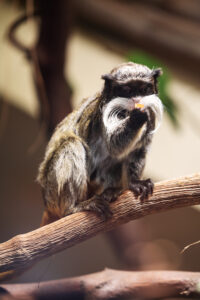 Emperor tamarin at Schönbrunn Zoo Vienna with distinctive white mustache.