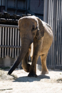 Baby elephant at Schönbrunn Zoo Vienna with small tusks.
