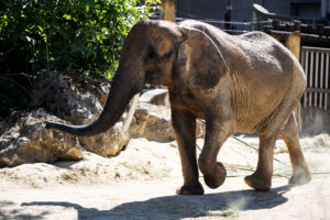 African elephant at Schönbrunn Zoo Vienna.
