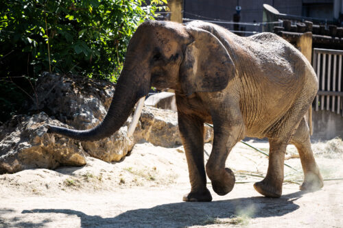 African elephant at Schönbrunn Zoo Vienna.