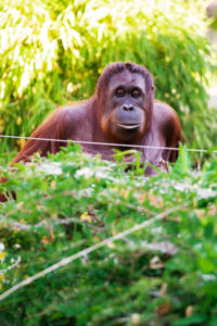 Orangutan at Schönbrunn Zoo Vienna with reddish-brown fur.