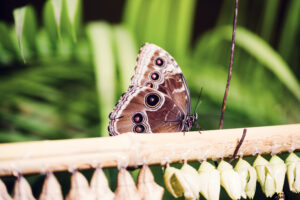 Butterfly at Schönbrunn Zoo Vienna with colorful wings.