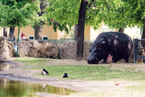 Hippo at Schönbrunn Zoo Vienna in large water pool with massive body.