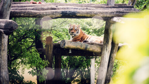 Siberian tiger at Schönbrunn Zoo Vienna with distinctive orange coat and black stripes.