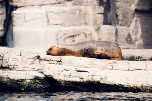 Sea lions at Schönbrunn Zoo Vienna.