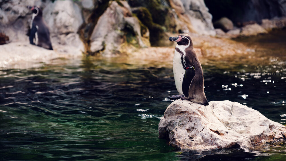 Humboldt penguin at Schönbrunn Zoo Vienna.