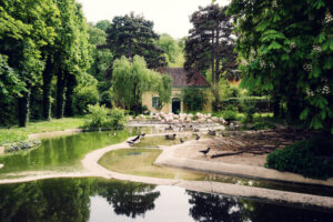 Pink flamingos at Schönbrunn Zoo Vienna standing in shallow water with distinctive curved necks.
