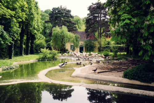 Pink flamingos at Schönbrunn Zoo Vienna standing in shallow water with distinctive curved necks.