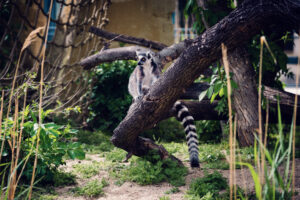 Ring-tailed lemur at Schönbrunn Zoo Vienna with distinctive black and white striped tail in outdoor habitat.