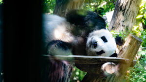 Giant panda at Schönbrunn Zoo Vienna with black and white fur.