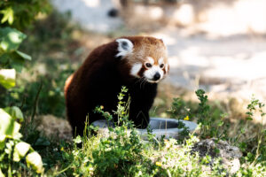 Red panda at Schönbrunn Zoo Vienna.