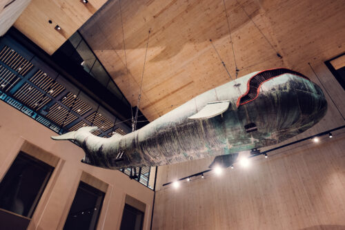 Poldi the whale at The Wien Musuem