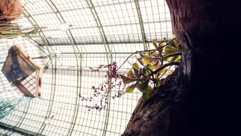 This snapshot from the Desert House Schönbrunn captures the harmonious coexistence of man-made structures and the untamed beauty of plant life.