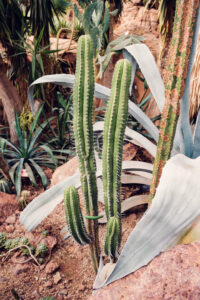 A pair of tall, slender cacti rise from the sandy soil, surrounded by other desert plants in the Desert House Schönbrunn.