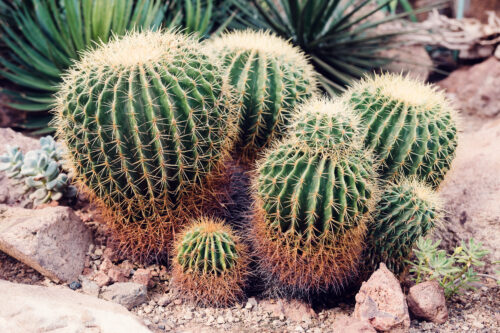 The image highlights the unique and hardy nature of desert flora in a controlled environment.