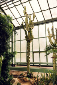 A tall cactus stands proudly within the Desert House Schönbrunn greenhouse.