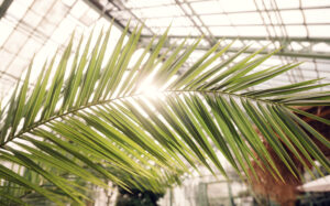 Sunlight Through Palm Leaf at the Desert House Schönbrunn.