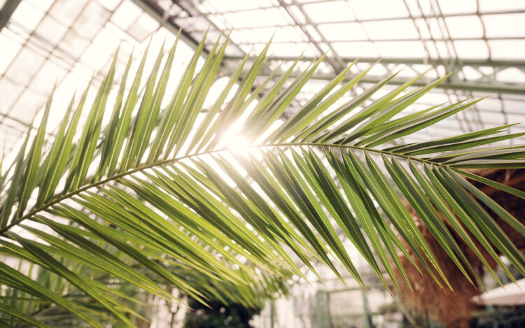 Sunlight Through Palm Leaf at the Desert House Schönbrunn.