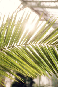 A close-up of a palm leaf in Sunlight at the Desert House Schönbrunn.