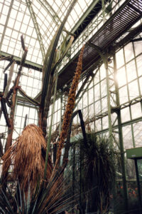 The tall, arching plants reach towards the ceiling, creating a dramatic display.