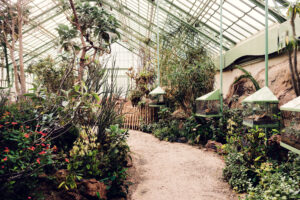 The Schönbrunn Desert House, with its glass roof, provides an inviting space filled with diverse desert plants.