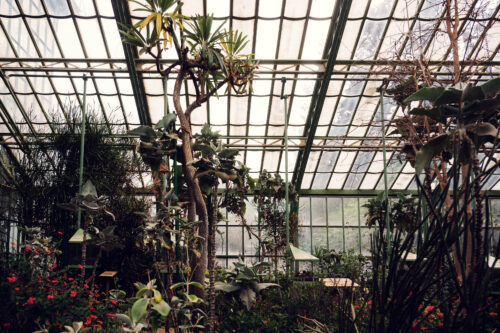 The Schönbrunn Desert House features a glass roof that bathes the interior in natural light, creating an ideal setting for desert plants.