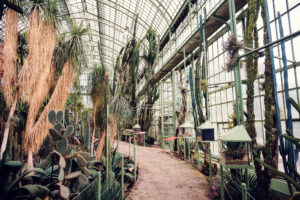 The greenhouse's pathway meanders through a rich display of cacti and succulents.