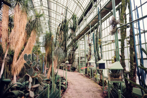 The greenhouse's pathway meanders through a rich display of cacti and succulents.