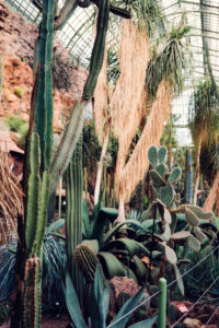 The Schönbrunn Desert House presents an impressive collection of desert plants.