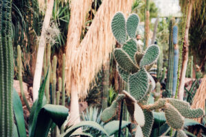 The collection at the Desert House Schönbrunn offers a glimpse into desert ecosystems, highlighting the diversity and adaptability of flora in harsh conditions.