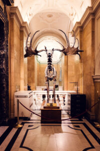 Giant Irish elk skeleton display at Natural History Museum Vienna (Naturhistorisches Museum Wien).