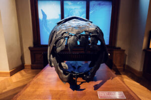 Skull display at Natural History Museum Vienna (Naturhistorisches Museum Wien), showcasing massive predator.