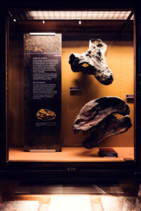 Dinosaur skull collection at Natural History Museum Vienna (Naturhistorisches Museum Wien), showcasing various species craniums in comparative paleontology display on Maria-Theresien-Platz.