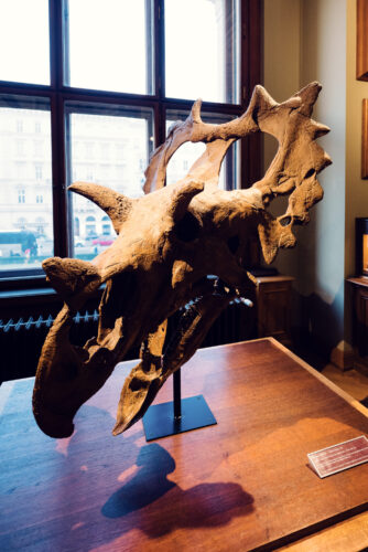 Skeleton display at Natural History Museum Vienna (Naturhistorisches Museum Wien), featuring early discovered dinosaur fossil in historical paleontology section on Maria-Theresien-Platz.