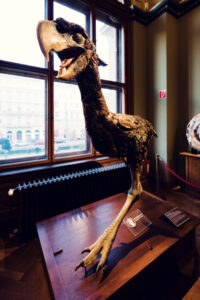 Dinosaur fossils at Natural History Museum Vienna (Naturhistorisches Museum Wien).