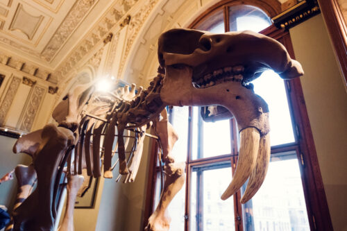 Dinosaur skeleton exhibit at Natural History Museum Vienna (Naturhistorisches Museum Wien).