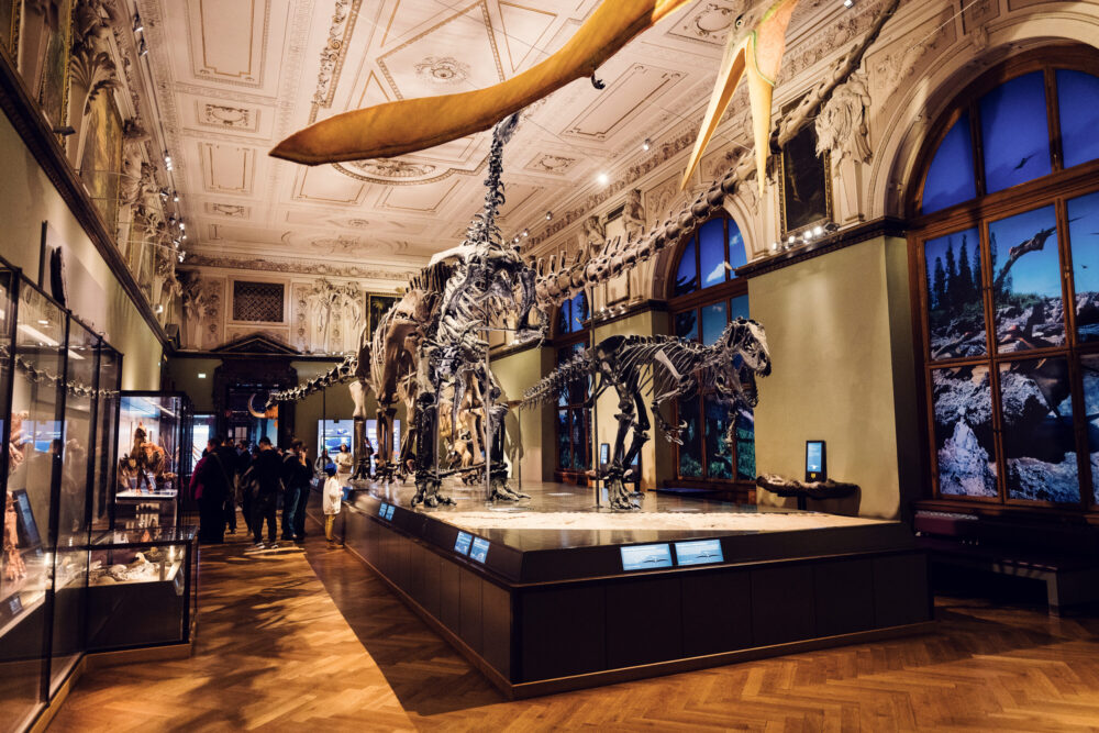 Complete dinosaur skeleton hall at Natural History Museum Vienna (Naturhistorisches Museum Wien), displaying multiple prehistoric species in grand Renaissance Revival exhibition space on Maria-Theresien-Platz.