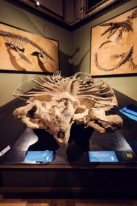 Dinosaur bone fragments at Natural History Museum Vienna (Naturhistorisches Museum Wien), displaying various fossilized remains and archaeological findings on Maria-Theresien-Platz.