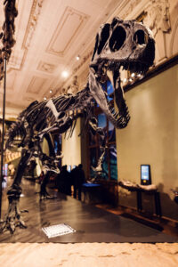Skeleton display at Natural History Museum Vienna (Naturhistorisches Museum Wien), featuring early discovered dinosaur fossil in historical paleontology section on Maria-Theresien-Platz.