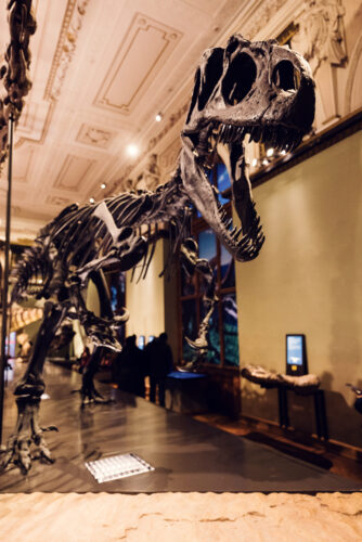 Skeleton display at Natural History Museum Vienna (Naturhistorisches Museum Wien), featuring early discovered dinosaur fossil in historical paleontology section on Maria-Theresien-Platz.