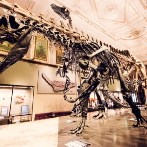 Scheletro di Tyrannosaurus Rex al Museo di Storia Naturale di Vienna, nell'esposizione di paleontologia sulla Maria-Theresien-Platz.